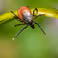 Difficult Lyme diagnosis calls for innovative solutions
